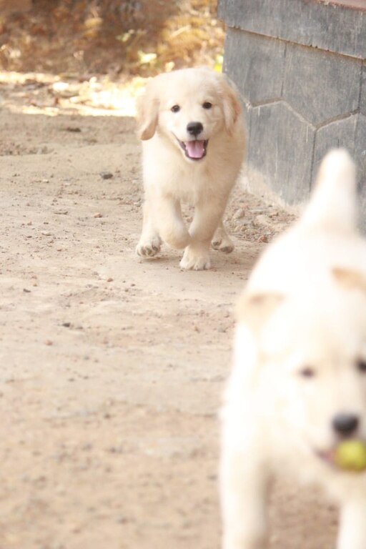 A Journey To Kerala To Buy A Golden Retriever Puppy Golden Retriever Puppy Kennel Kerala Youtube